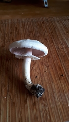 Agaricus campestris