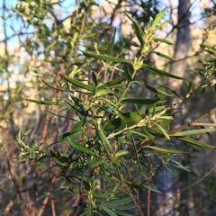 Westringia amabilis