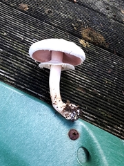 Agaricus campestris
