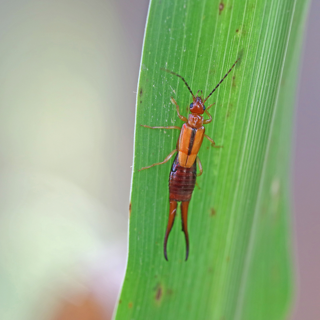 African Common Earwig