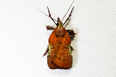 Galasa nigripunctalis