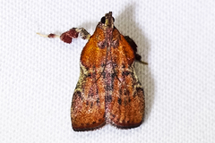 Galasa nigripunctalis