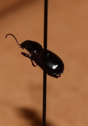 Pterostichus pumilus photo 4