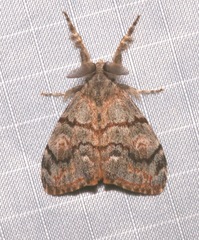 Orgyia pseudotsugata