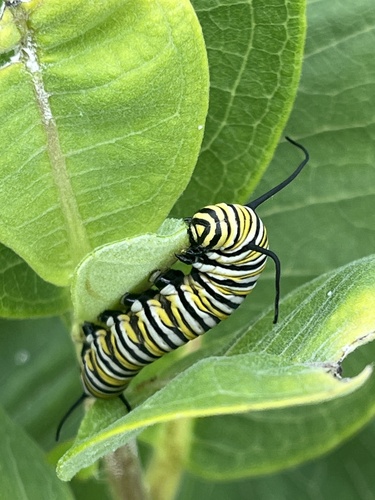 Monarch photographed in Indiana