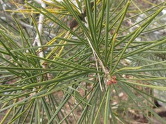 Pinus bungeana