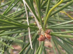 Pinus bungeana
