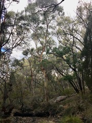 Eucalyptus deanei