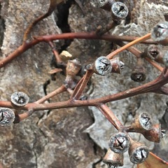 Eucalyptus deanei