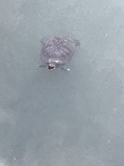 Trachemys scripta