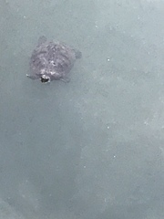 Trachemys scripta