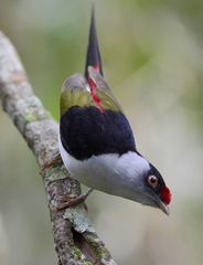 Ilicura militaris