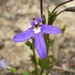 Lobelia rhombifolia - Photo (c) Andrew Thornhill, some rights reserved (CC BY), uploaded by Andrew Thornhill