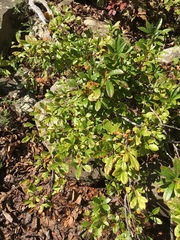 Rhododendron arborescens