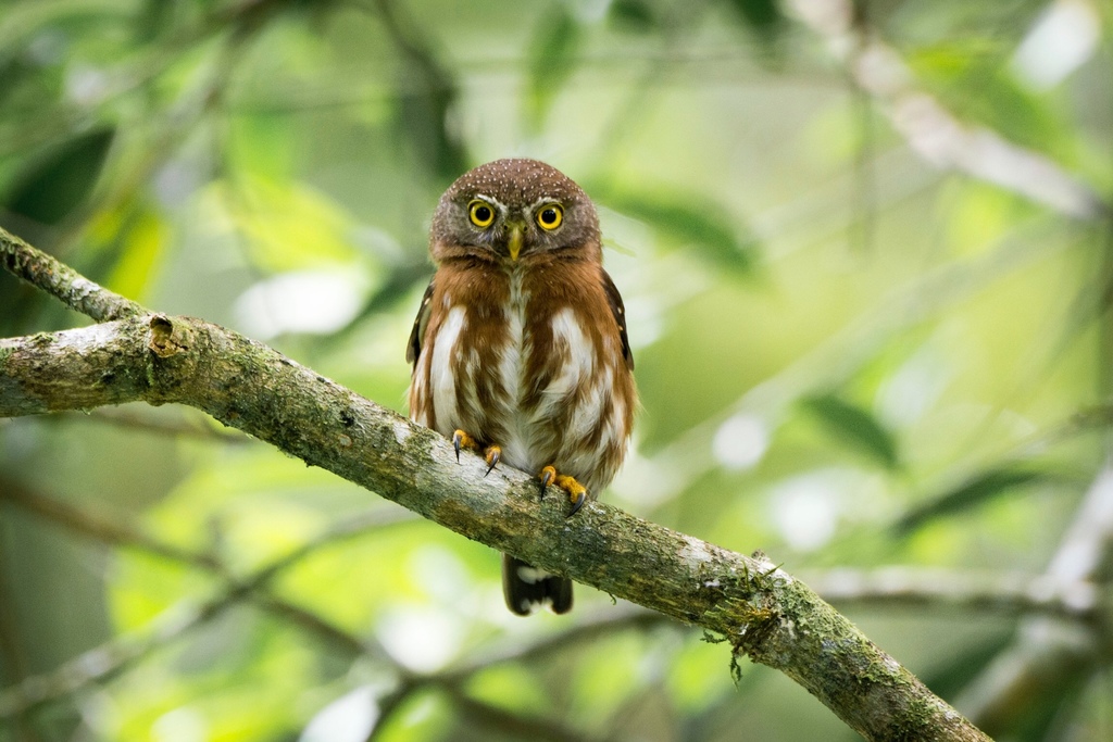 Least Pygmy-Owl (Glaucidium minutissimum) photo