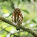 Least Pygmy-Owl - Photo (c) rodrigoycastro, some rights reserved (CC BY-NC)