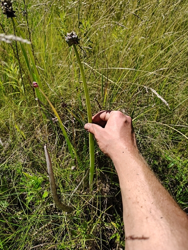 Egyptian Walking Onion (Allium proliferum)