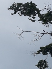 Artamus leucorynchus