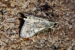 Loxostege typhonalis