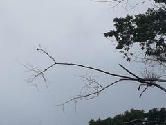 Artamus leucorynchus