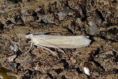Barberia affinitella