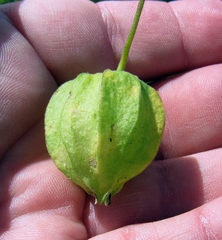 Physalis heterophylla