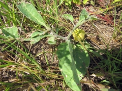 Physalis heterophylla