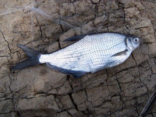 White-eye Bream