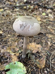 Macrolepiota konradii