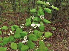Crataegus padifolia