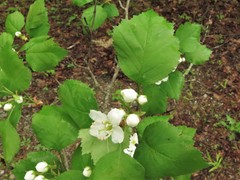 Crataegus padifolia