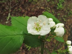 Crataegus padifolia
