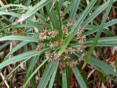 Cyperus alternifolius flabelliformis