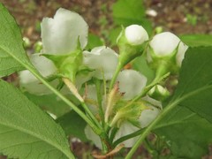 Crataegus padifolia