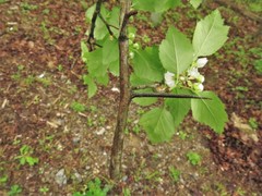 Crataegus padifolia