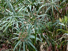 Cyperus alternifolius flabelliformis