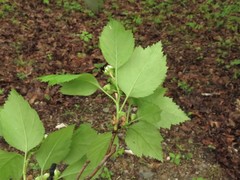 Crataegus padifolia
