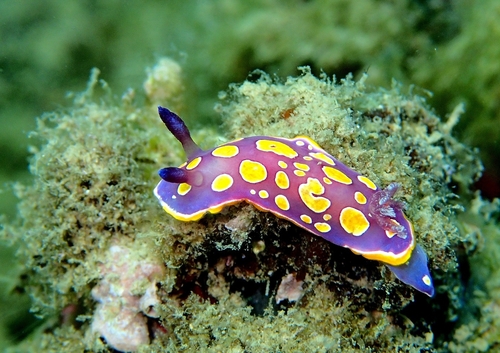 Photo of Rose-and-gold doris (Felimida luteorosea)