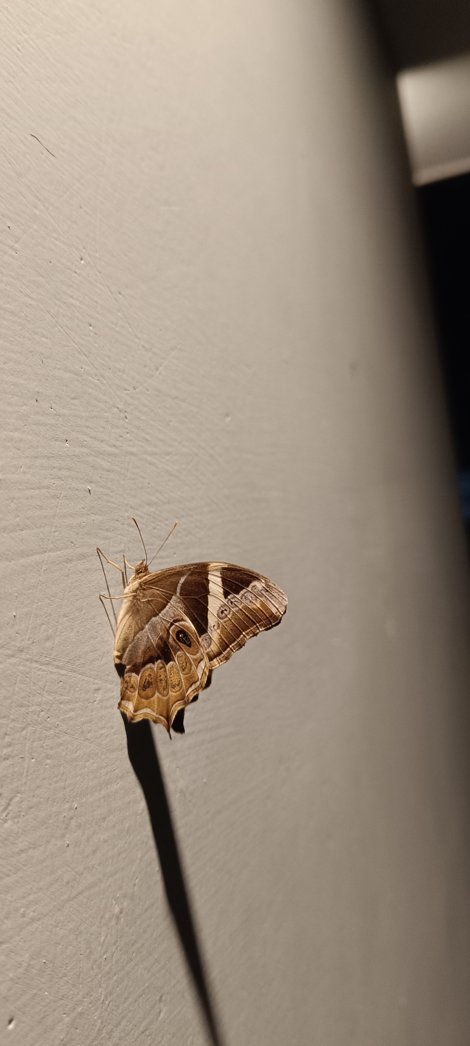 Bamboo Treebrown