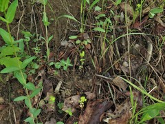 Euphorbia ouachitana