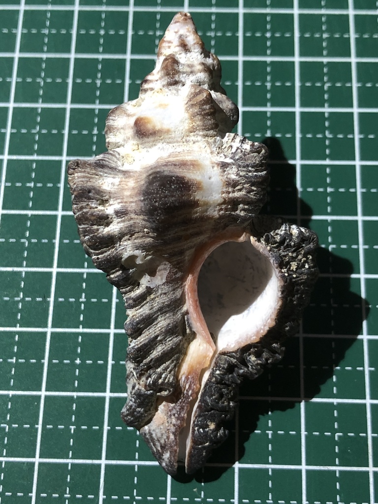 Adusta murex