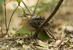 Dromococcyx pavoninus