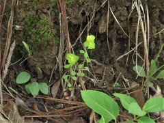 Euphorbia ouachitana