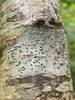 Graphina ruiziana - Photo (c) Dean Mac Cú Uladh, some rights reserved (CC BY-NC), uploaded by Dean Mac Cú Uladh