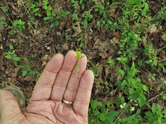 Euphorbia ouachitana