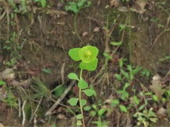 Euphorbia ouachitana