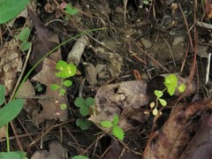 Euphorbia ouachitana