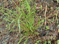 Dichanthelium linearifolium werneri