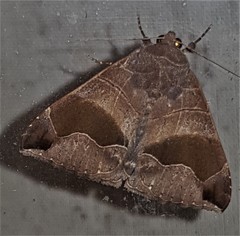 Bastilla solomonensis