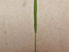 Dichanthelium linearifolium werneri